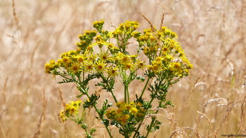 This nature landscape photograph, taken in the afternoon during the summer season, features ragwort wheat as the main subject. The image displays clusters of bright yellow flowers and green plants standing prominently against a backdrop of dry, softly blurred wheat grasses. The afternoon sunlight highlights the vivid colors and intricate details of the flowers and plants. The photograph captures the essence of summer flora in a natural rural setting, emphasizing the relationship between wild plants and their surroundings.